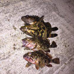 癒しのガッシー